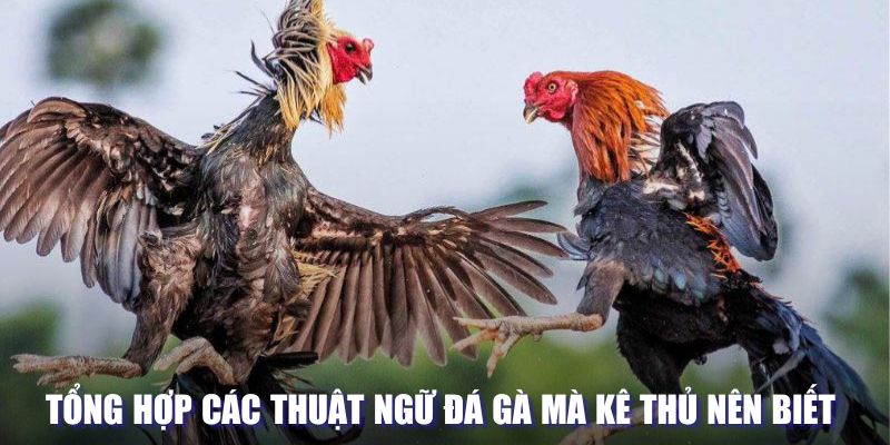 Tổng hợp danh sách các thuật ngữ đá gà mà kê thủ nên biết 