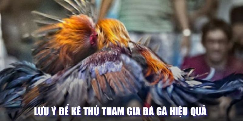 Lưu ý để kê thủ tham gia đá gà hiệu quả 