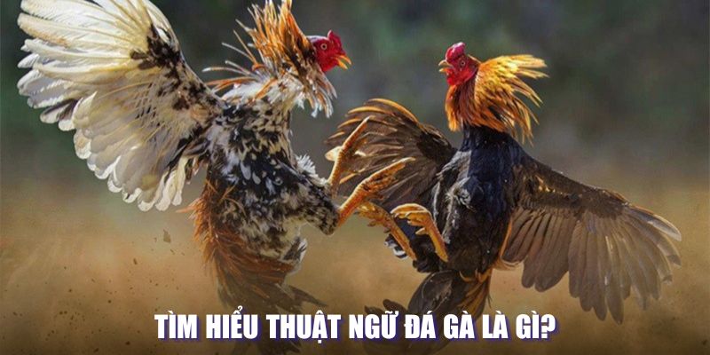 Thuật ngữ đá gà là gì? 